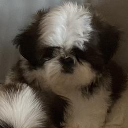 Girl 1 - Red and white female Shih Tzu puppy in Centralia, Washington from FRUFFLES SHIH TZUS
