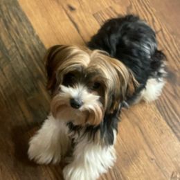 Yorkshire Terriers from Suzanne n Cindy B's Yorkshire Terriers