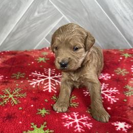 Honey - Apricot female Goldendoodle puppy in Millersburg, Ohio from Ohio Puppy Paws