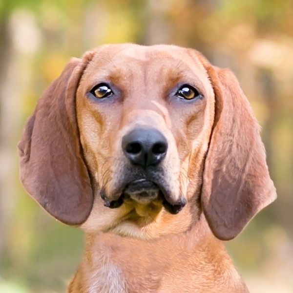 Redbone Coonhound