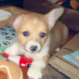 Purple collar female - Fawn female Pembroke Welsh Corgi puppy in Oxford, Pennsylvania from K&S Quality Pembroke Welsh Corgi’s
