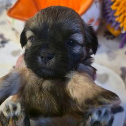 Poppy - Chocolate and tan female Shih Tzu puppy in Filer, Idaho from Shih Tzu Kennels