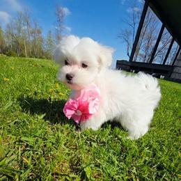 KC - White female Maltese puppy in Ludington, Michigan from OT Maltese & Co
