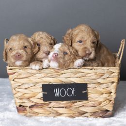 Australian Labradoodle Puppies from Napa Valley Australian Labradoodles