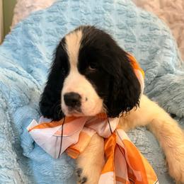 Shiloh - Black and white female English Springer Spaniel puppy in Cookeville, Tennessee from AVE Springer Spaniels
