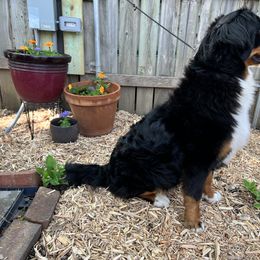 Bernese Mountain Dog and Pembroke Welsh Corgi All Grown Up from Concerto Corgis