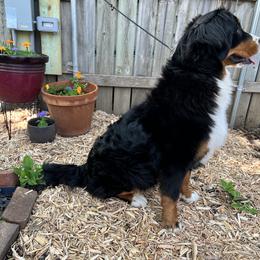 Bernese Mountain Dog and Pembroke Welsh Corgi All Grown Up from Concerto Corgis