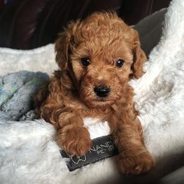 Stanley - Red Mini Poodle Raised in Home - Red  male Poodle puppy in Falcon, Missouri from Cedar House Heritage Poodles | AKC Toy & Miniature Poodle Puppies Raised in Home