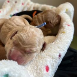Ash - Yellow male Labrador Retriever puppy in Carthage, North Carolina from Wicked Pines Retrievers