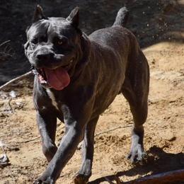 Cane Corso from Cargill Cane Corso