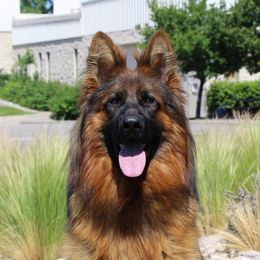 Afra - German Shepherd