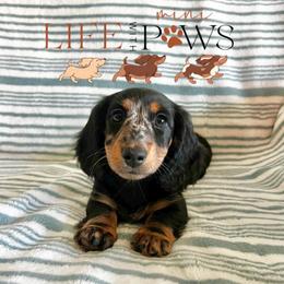 Lulu (pink) - Dapple female Dachshund puppy in Palm Bay, Florida from Life With Mini Paws