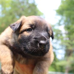 Chiam - Mahogany and black male Belgian Tervuren puppy in Vershire, Vermont from Chocorua Working Belgians