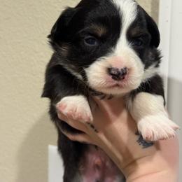Jelly bean- Full fluff - Black and tan male Pembroke Welsh Corgi puppy in Aberdeen, Washington from Coastal country Farms