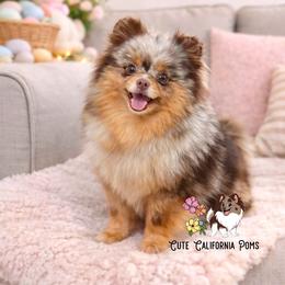 AKC Channel- possibly pregnant - Chocolate merle female Pomeranian puppy in Santa Rosa, California from Cute California Poms