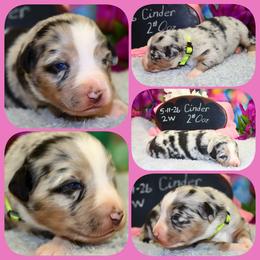 Cinder - Blue merle female Australian Shepherd puppy in Levelland, Texas from Once Upon a Time Aussies