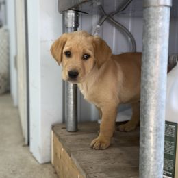 Green boy - Yellow male Labrador Retriever puppy in Derby, Kansas from Wheatland Dog Center