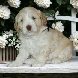 Frankie - Caramel male Australian Labradoodle puppy in Milton, North Carolina from Good Day Doodles