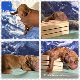 Goldendoodle and Golden Retriever Puppies from Were The Mack'Doodles