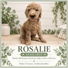 Rosalie - Cream female Goldendoodle puppy in Macclenny, Florida from Baker County Goldendoodles