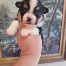 Boy 1 - Pembroke Welsh Corgi puppy in Karnack, Texas from Sureshot Corgis