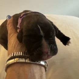 Zoey - Brindle female Boxer puppy in Bethel Park, Pennsylvania from Goodfella Boxers