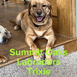 Trixie - Labrador Retriever