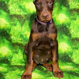 Purple - Red and rust female Doberman Pinscher puppy in Louisville, Kentucky from Ruiz Dobermans