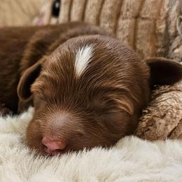 Sven - Red male Cavapoo puppy in Glendale, Arizona from Cool Cavapoos