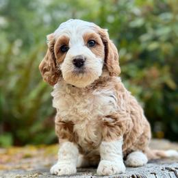 Duke (Green Collar) - Red male Bernedoodle puppy in Stanwood, Washington from Butter Cup Pups and Paws