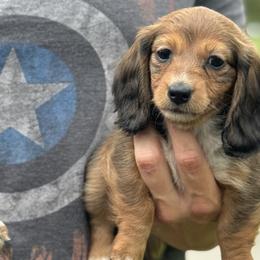 Dachshunds from East Texas Dachshunds