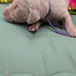 Cyndi - Silver gray female Weimaraner puppy in Evart, Michigan from Drehbar Weimaraners