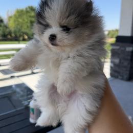 Boy 3 - Tri-colored male Pomeranian puppy in Meridian, Idaho from Precious poms