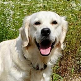 Halani - Golden Retriever