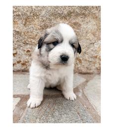 Villeneuve (Vivi) - White and badger female Great Pyrenees puppy in San Diego, California from McCarthy Ranchette LLC