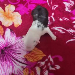 Cupid - Blue merle male Miniature Australian Shepherd puppy in Dalhart, Texas from RNL Family Raised Pups