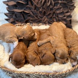 Male puppy pic 4 - Apricot male Cavapoo puppy in Mona, Utah from Hearts Full of Puppies