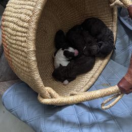 Lagotto Romagnolo Puppies from Lagotto Amore Breeders