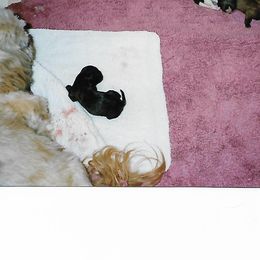 Shih Tzu Puppies from Shih Tzu Dreams Come True