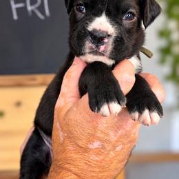 Girl - Brindle female Boxer puppy in Rochester, Washington from Holly's Boxers of Rochester