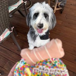 Sheepadoodle Puppies from Oak Valley Kennels