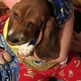 Basset Hound Puppies from Muggsk-9obedience