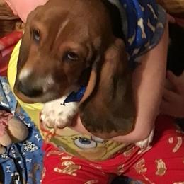 Basset Hound Puppies from Muggsk-9obedience