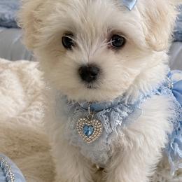 Maltese and Poodles from Main line furry friends
