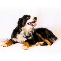 Jessie - Miniature Australian Shepherd