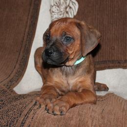 Rhodesian Ridgeback puppies from Masai's Pride Rhodesian Ridgbacks