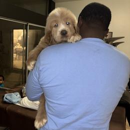 Ghost - Brown male Tibetan Mastiff puppy in Gardena, California from Crown Lion Kennels