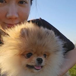 Pomeranian puppies from Teddy-Faced Teacup Pomeranians
