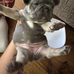 French Bulldog Puppies from Candice Thaggard