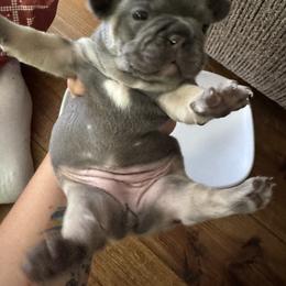 French Bulldog Puppies from Candice Thaggard